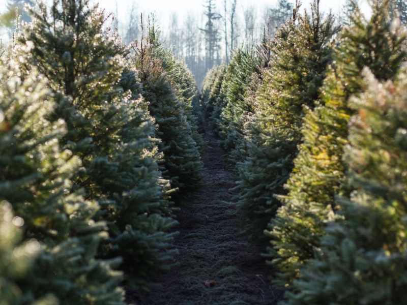 How ISO 45001 Helps Protect  Christmas Trees and Their Workers